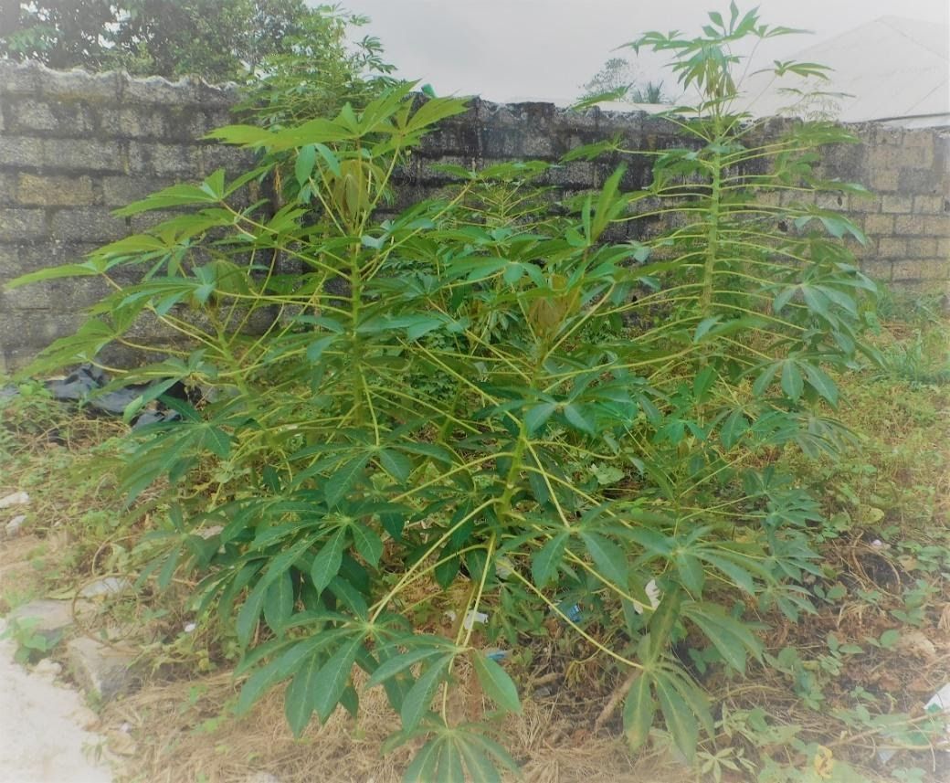 Cassava Wastes as Feedstuff 4