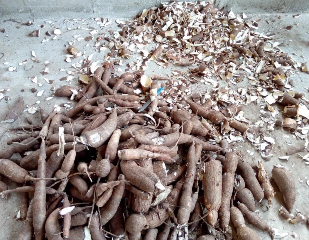 Cassava Waste as Feedstuff 1